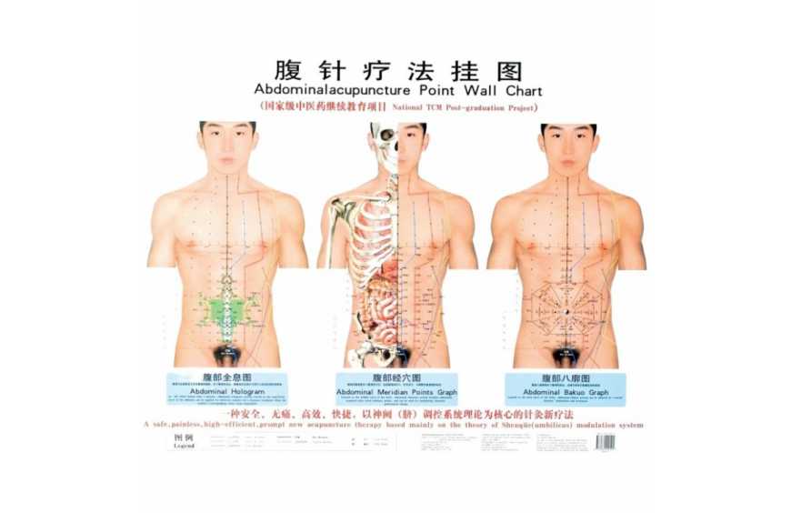 Mappe e Modelli Anatomici dei Punti di Agopuntura, Addominopuntura e Auricoloterapia